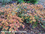 - Acer palmatum 'Midori-no-teiboku' Weeping Japanese Maple - Mr Maple │ Buy Japanese Maple Trees