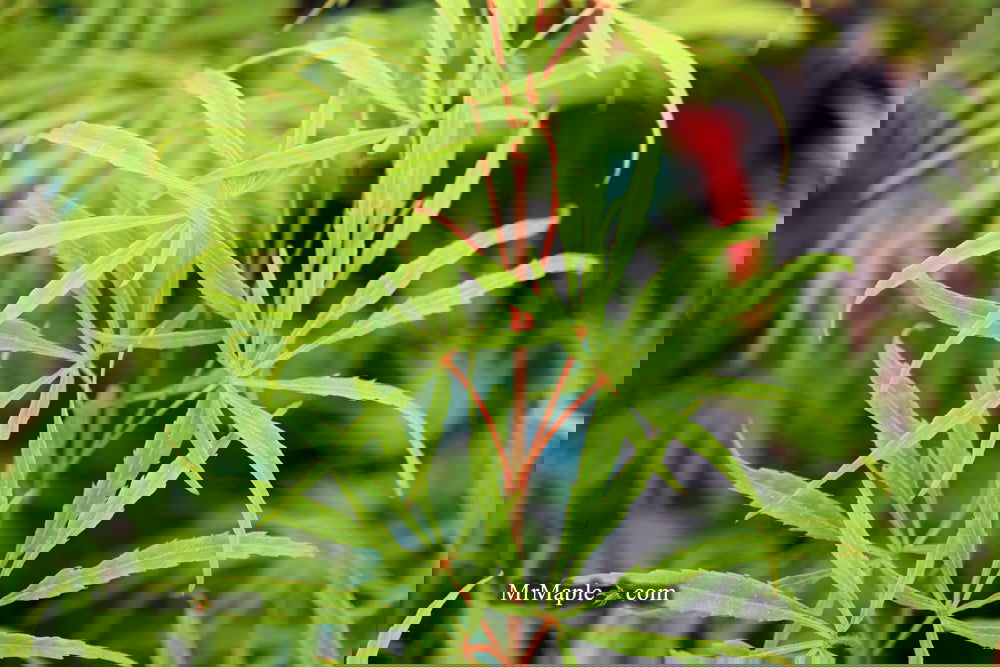 Buy Acer palmatum dissectum 'Midori-no-teiboku' Weeping Japanese