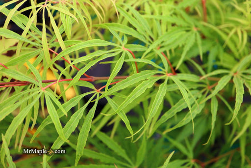 - Acer palmatum 'Midori-no-teiboku' Weeping Japanese Maple - Mr Maple │ Buy Japanese Maple Trees