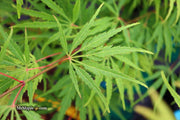 - Acer palmatum 'Midori-no-teiboku' Weeping Japanese Maple - Mr Maple │ Buy Japanese Maple Trees