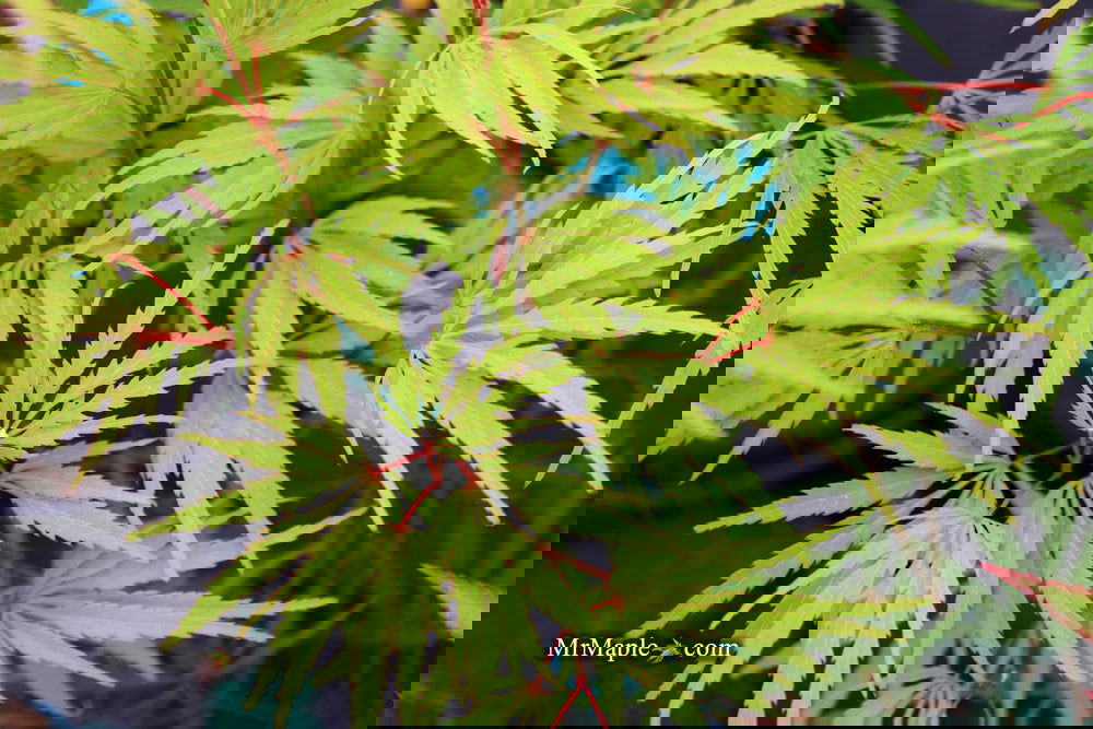 Buy Acer palmatum dissectum 'Midori-no-teiboku' Weeping Japanese
