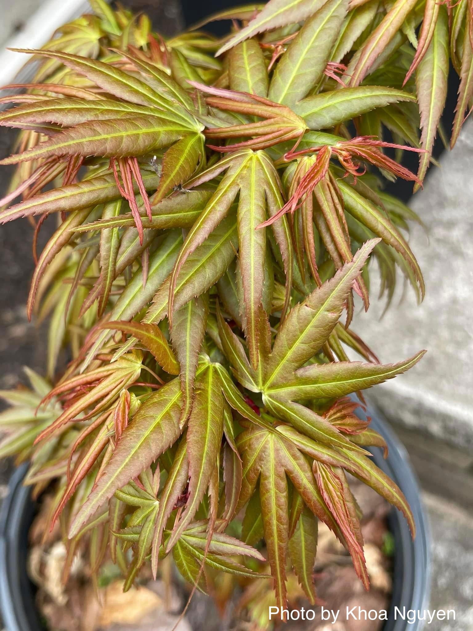 リピーター☘️kaen様@18/60 Buy Acer palmatum 'Mikawa kaen' Dwarf Japanese Maple — Mr Maple