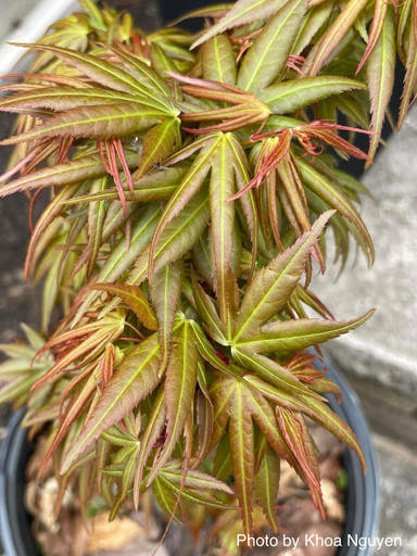 - Acer palmatum 'Mikawa kaen' Dwarf Japanese Maple - Mr Maple │ Buy Japanese Maple Trees
