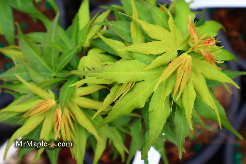 - Acer palmatum 'Mikawa kaen' Dwarf Japanese Maple - Mr Maple │ Buy Japanese Maple Trees