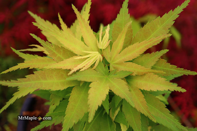 - Acer palmatum 'Mikawa kaen' Dwarf Japanese Maple - Mr Maple │ Buy Japanese Maple Trees