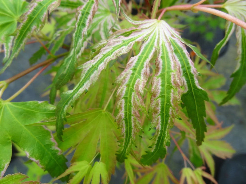 - Acer palmatum 'Mikawa nishiki' Variegated Japanese Maple - Mr Maple │ Buy Japanese Maple Trees