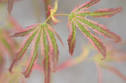 - Acer palmatum 'Mikawa nishiki' Variegated Japanese Maple - Mr Maple │ Buy Japanese Maple Trees