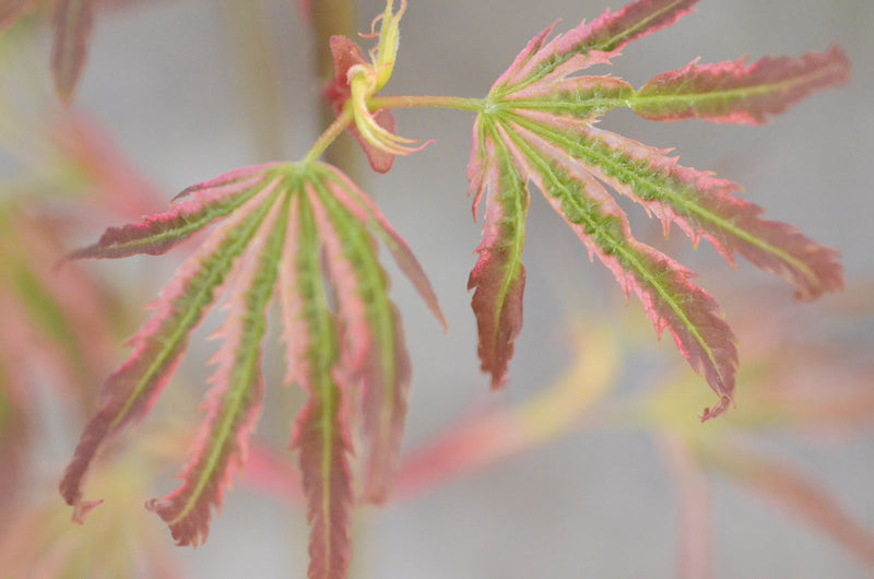 - Acer palmatum 'Mikawa nishiki' Variegated Japanese Maple - Mr Maple │ Buy Japanese Maple Trees