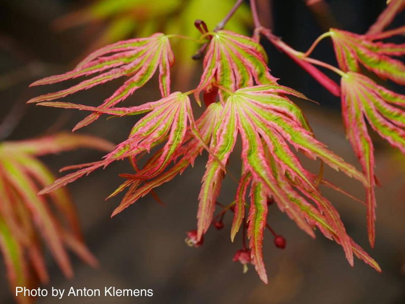 - Acer palmatum 'Mikawa nishiki' Variegated Japanese Maple - Mr Maple │ Buy Japanese Maple Trees