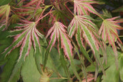 - Acer palmatum 'Mikawa nishiki' Variegated Japanese Maple - Mr Maple │ Buy Japanese Maple Trees