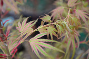 - Acer palmatum 'Mikawa nishiki' Variegated Japanese Maple - Mr Maple │ Buy Japanese Maple Trees