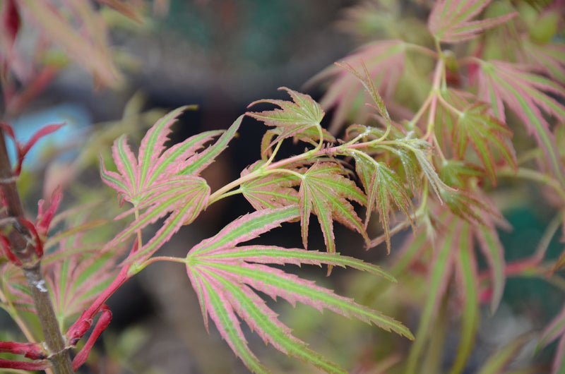 - Acer palmatum 'Mikawa nishiki' Variegated Japanese Maple - Mr Maple │ Buy Japanese Maple Trees