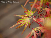 - Acer palmatum 'Mikawa nishiki' Variegated Japanese Maple - Mr Maple │ Buy Japanese Maple Trees