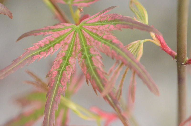 - Acer palmatum 'Mikawa nishiki' Variegated Japanese Maple - Mr Maple │ Buy Japanese Maple Trees