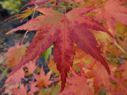 - Acer palmatum 'Mikawa nishiki' Variegated Japanese Maple - Mr Maple │ Buy Japanese Maple Trees
