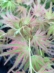 - Acer palmatum 'Mikawa nishiki' Variegated Japanese Maple - Mr Maple │ Buy Japanese Maple Trees