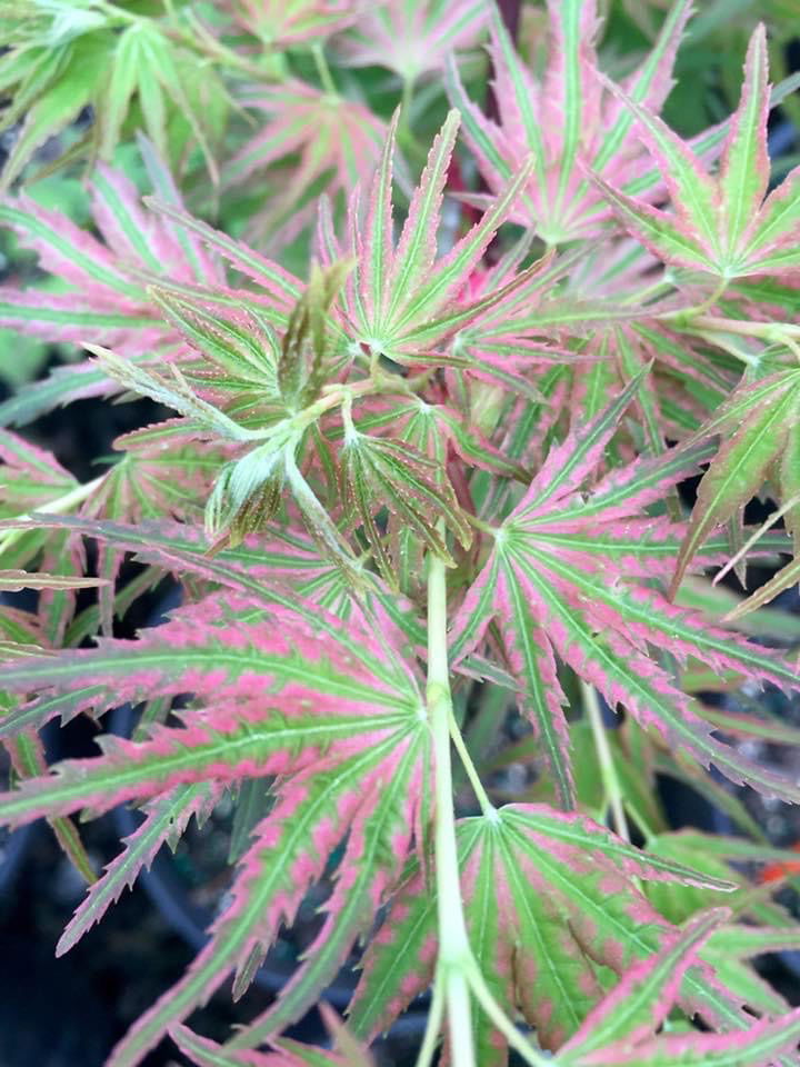 - Acer palmatum 'Mikawa nishiki' Variegated Japanese Maple - Mr Maple │ Buy Japanese Maple Trees