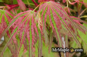 - Acer palmatum 'Mikawa nishiki' Variegated Japanese Maple - Mr Maple │ Buy Japanese Maple Trees