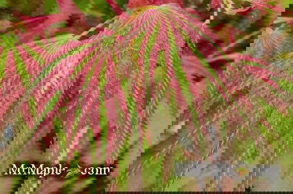 - Acer palmatum 'Mikawa nishiki' Variegated Japanese Maple - Mr Maple │ Buy Japanese Maple Trees