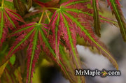 - Acer palmatum 'Mikawa nishiki' Variegated Japanese Maple - Mr Maple │ Buy Japanese Maple Trees