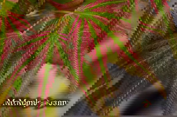- Acer palmatum 'Mikawa nishiki' Variegated Japanese Maple - Mr Maple │ Buy Japanese Maple Trees