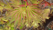 - Acer palmatum 'Mikawa nishiki' Variegated Japanese Maple - Mr Maple │ Buy Japanese Maple Trees