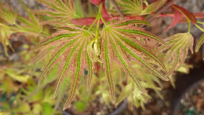 - Acer palmatum 'Mikawa nishiki' Variegated Japanese Maple - Mr Maple │ Buy Japanese Maple Trees