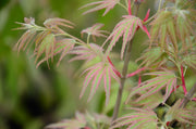- Acer palmatum 'Mikawa nishiki' Variegated Japanese Maple - Mr Maple │ Buy Japanese Maple Trees