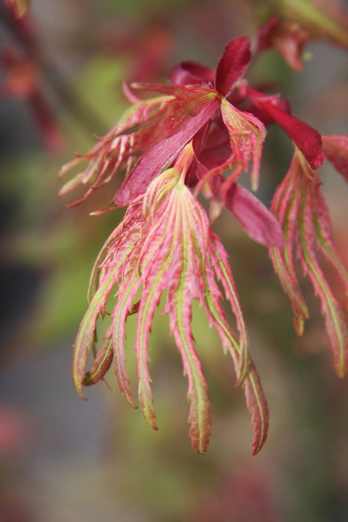 - Acer palmatum 'Mikawa nishiki' Variegated Japanese Maple - Mr Maple │ Buy Japanese Maple Trees