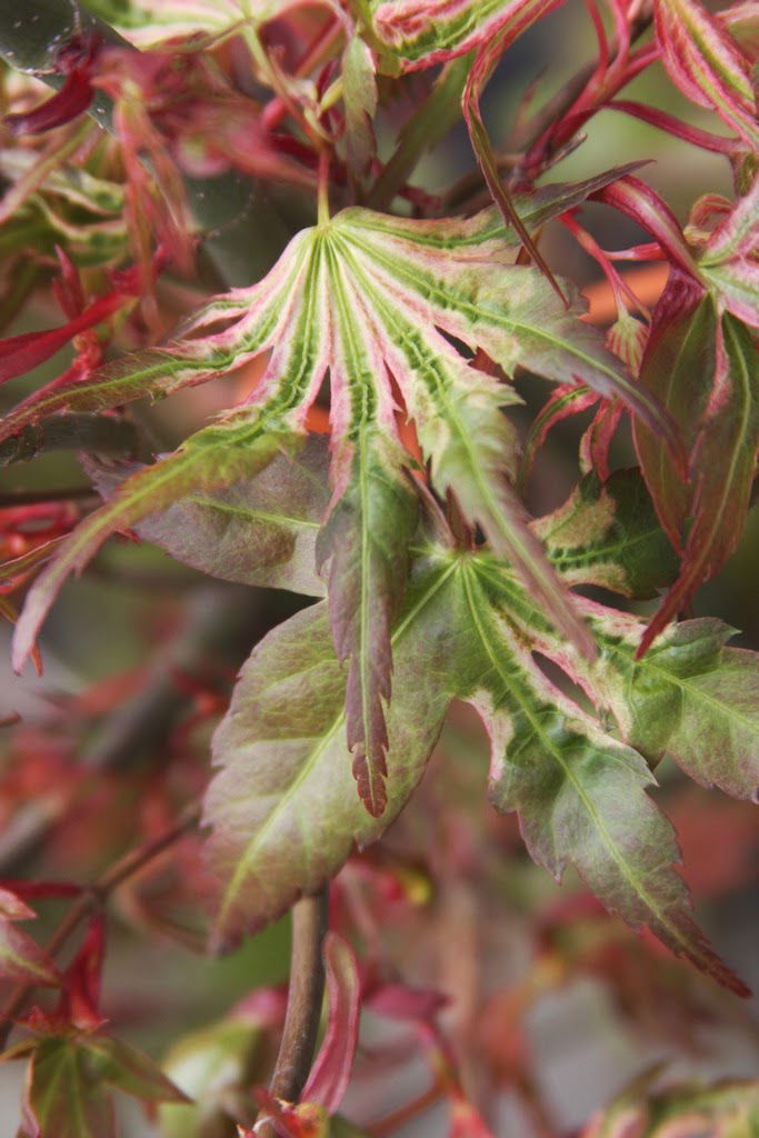 - Acer palmatum 'Mikawa nishiki' Variegated Japanese Maple - Mr Maple │ Buy Japanese Maple Trees
