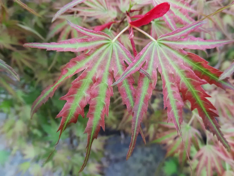 - Acer palmatum 'Mikawa nishiki' Variegated Japanese Maple - Mr Maple │ Buy Japanese Maple Trees