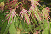 - Acer palmatum 'Mikawa nishiki' Variegated Japanese Maple - Mr Maple │ Buy Japanese Maple Trees