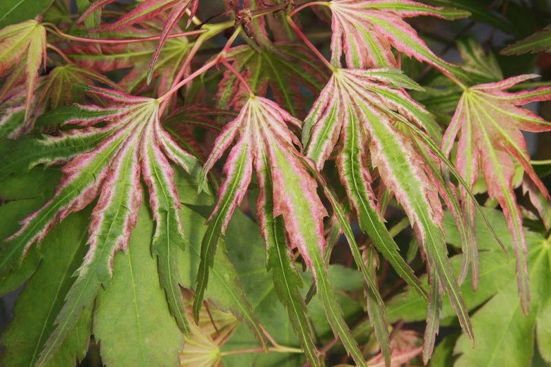 - Acer palmatum 'Mikawa nishiki' Variegated Japanese Maple - Mr Maple │ Buy Japanese Maple Trees