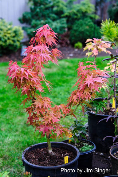 - Acer palmatum 'Mikawa x sharps' Dwarf Japanese Maple - Mr Maple │ Buy Japanese Maple Trees
