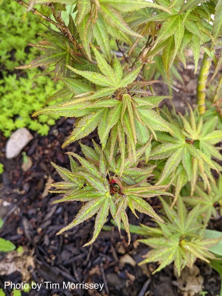 Buy Acer palmatum 'Mikawa x sharps' Dwarf Japanese Maple — Mr