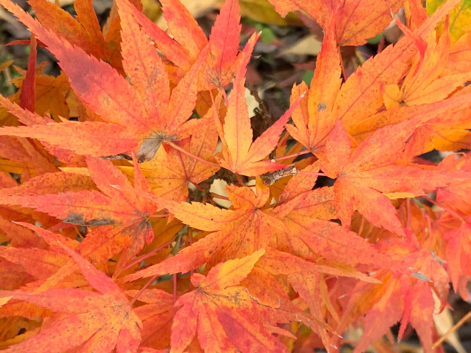 メープル様 Buy Acer palmatum 'Mikawa x sharps' Dwarf Japanese Maple — Mr