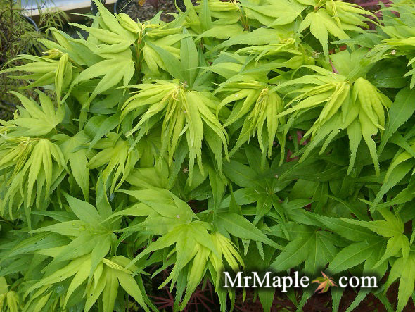 - FOR PICK UP ONLY | Acer palmatum 'Mikawa yatsubusa' Dwarf Japanese Maple | DOES NOT SHIP - Mr Maple │ Buy Japanese Maple Trees
