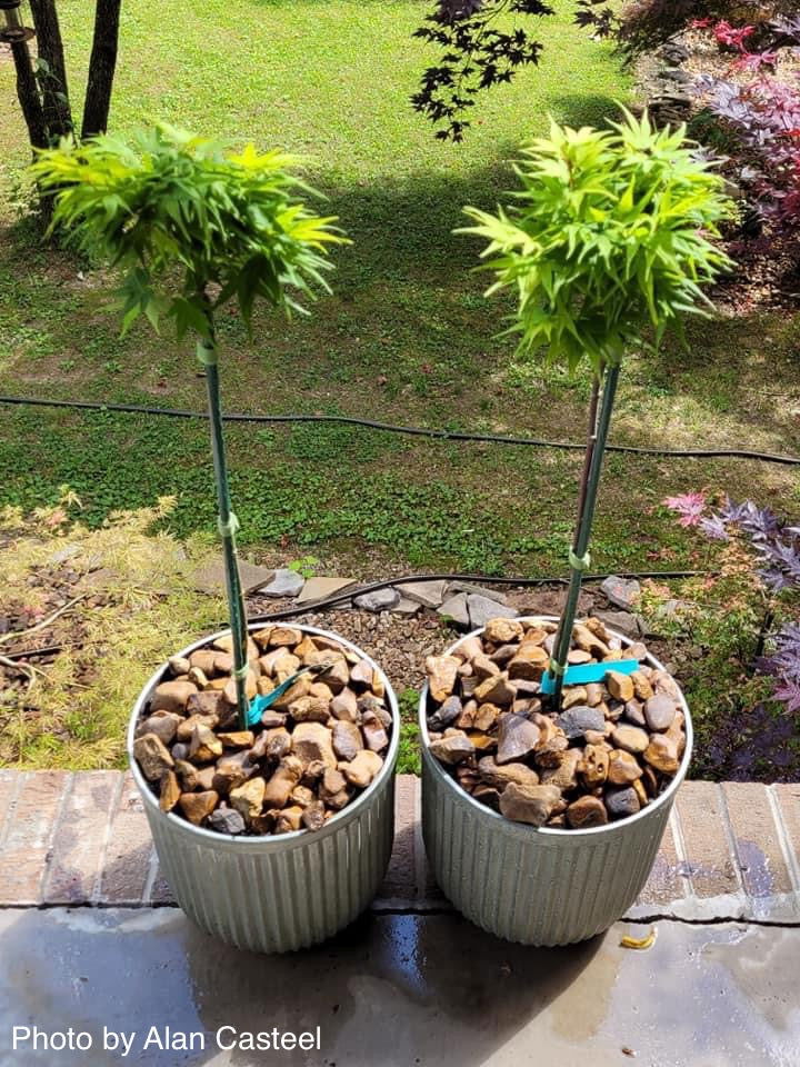 Buy Acer palmatum 'Mikawa yatsubusa' Lollipop Dwarf Japanese Maple — Mr  Maple │ Buy Japanese Maple Trees