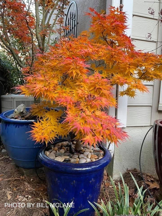 - Acer palmatum 'Mikawa yatsubusa' Lollipop Dwarf Japanese Maple - Mr Maple │ Buy Japanese Maple Trees