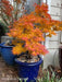 - Acer palmatum 'Mikawa yatsubusa' Lollipop Dwarf Japanese Maple - Mr Maple │ Buy Japanese Maple Trees