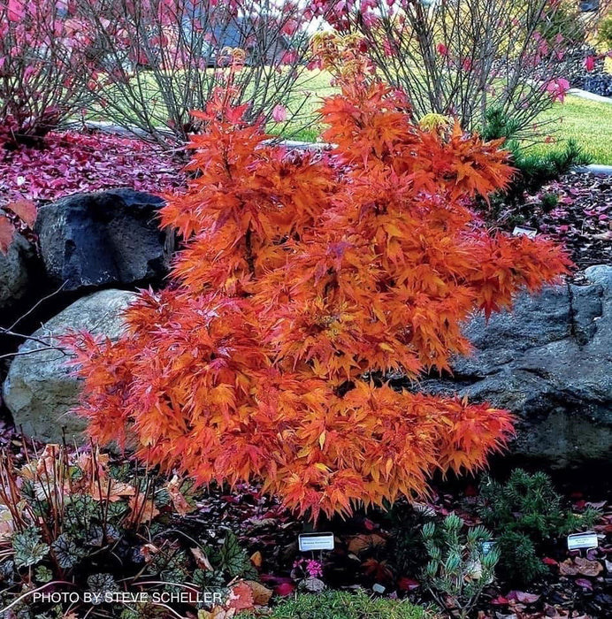 - Acer palmatum 'Mikawa yatsubusa' Lollipop Dwarf Japanese Maple - Mr Maple │ Buy Japanese Maple Trees