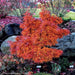 - Acer palmatum 'Mikawa yatsubusa' Lollipop Dwarf Japanese Maple - Mr Maple │ Buy Japanese Maple Trees