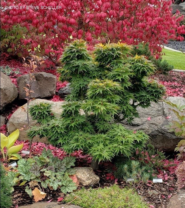 - Acer palmatum 'Mikawa yatsubusa' Lollipop Dwarf Japanese Maple - Mr Maple │ Buy Japanese Maple Trees