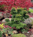 - Acer palmatum 'Mikawa yatsubusa' Lollipop Dwarf Japanese Maple - Mr Maple │ Buy Japanese Maple Trees