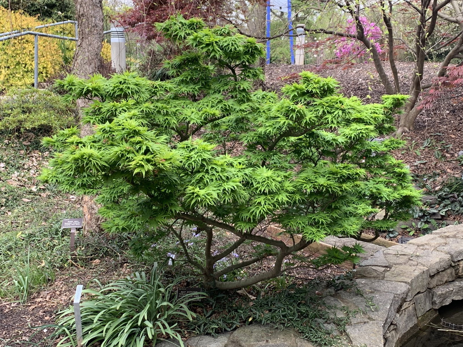 Buy Acer palmatum 'Mikawa yatsubusa' Lollipop Dwarf Japanese Maple