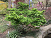 - Acer palmatum 'Mikawa yatsubusa' Lollipop Dwarf Japanese Maple - Mr Maple │ Buy Japanese Maple Trees