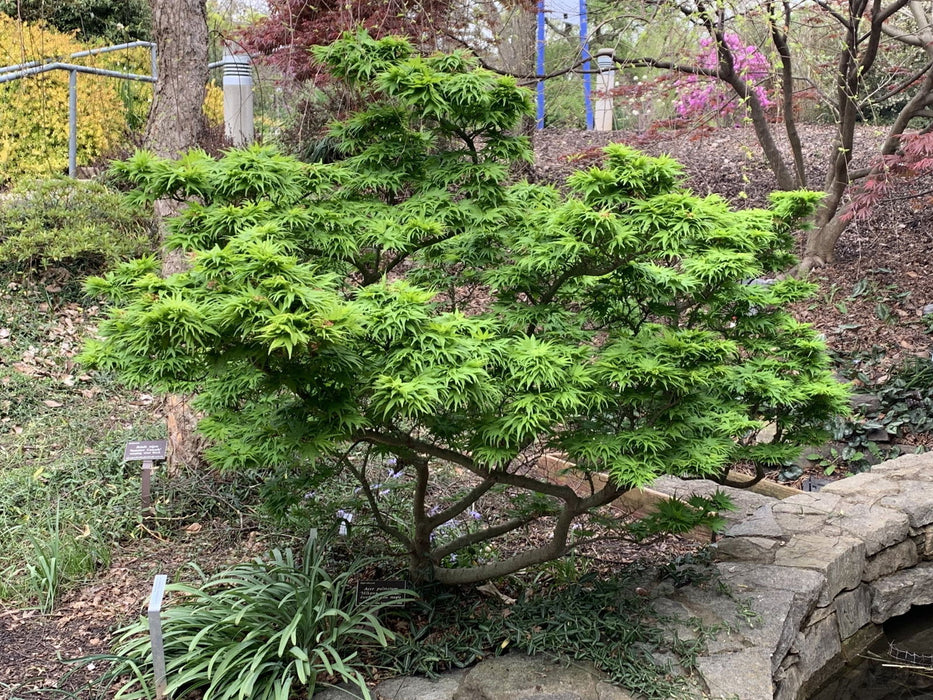 - Acer palmatum 'Mikawa yatsubusa' Lollipop Dwarf Japanese Maple - Mr Maple │ Buy Japanese Maple Trees