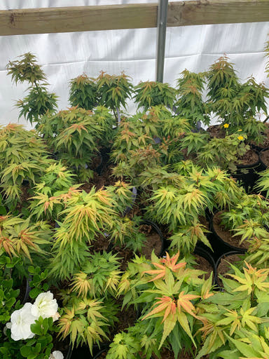 - Acer palmatum 'Mikawa yatsubusa Seedling' Dwarf Japanese Maple - Mr Maple │ Buy Japanese Maple Trees