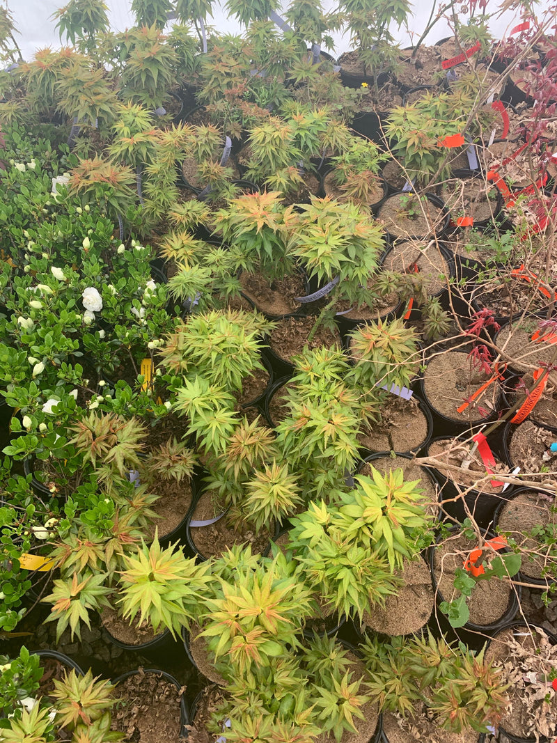 - Acer palmatum 'Mikawa yatsubusa Seedling' Dwarf Japanese Maple - Mr Maple │ Buy Japanese Maple Trees