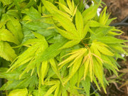 - Acer palmatum 'Mikawa yatsubusa Seedling' Dwarf Japanese Maple - Mr Maple │ Buy Japanese Maple Trees